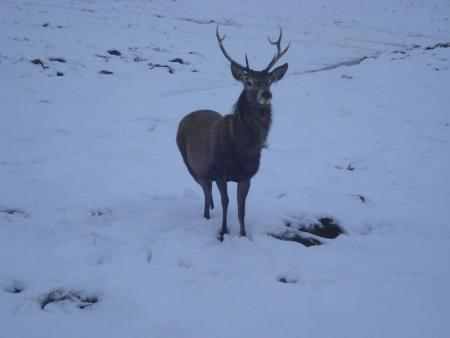 A stag in Winter