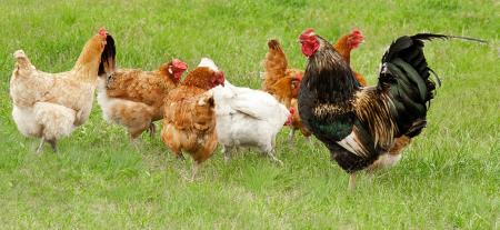 Hens in Garden