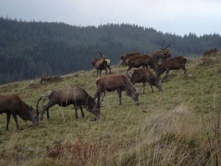 A Stag Feed