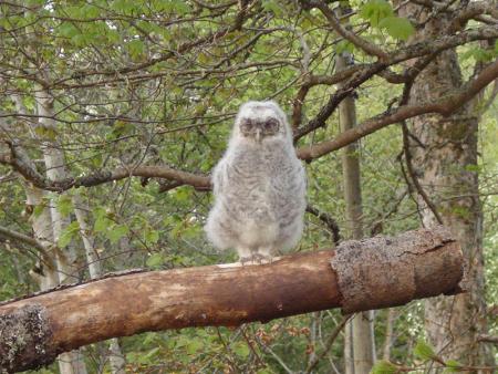 Baby Owl