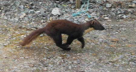 Pine Martin at Rannoch accommodation