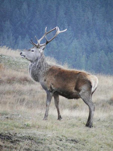 Monarch of Glen Rannoch