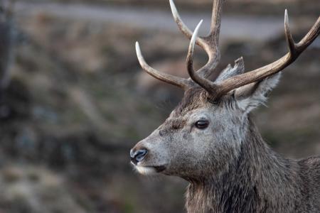 Portrait of a Scottish Stag in Rannoch