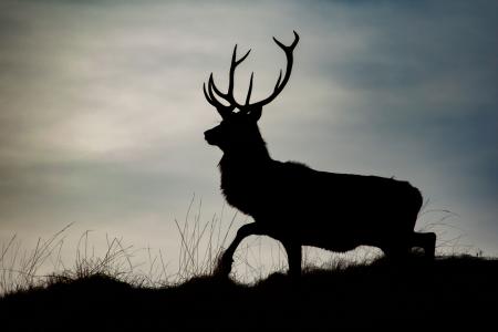 silouhette of a Scottish Stag in Rannoch