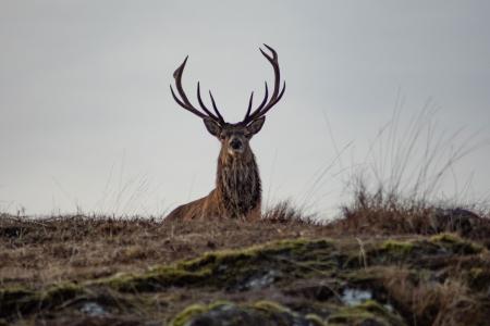 Scottish Stag in Rannoch