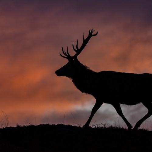 Stag moving silhouette