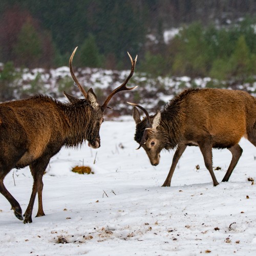 Deer meeting