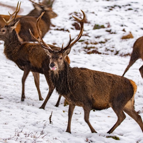 Stags in a herd