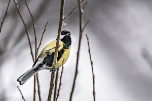 Yellow breasted bird on branch