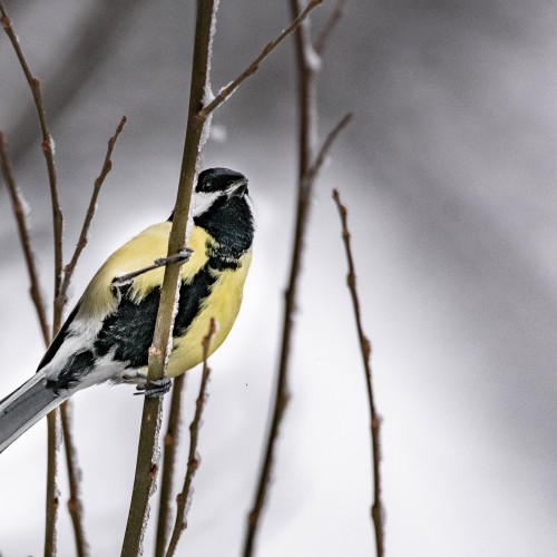 Yellow breasted bird on branch