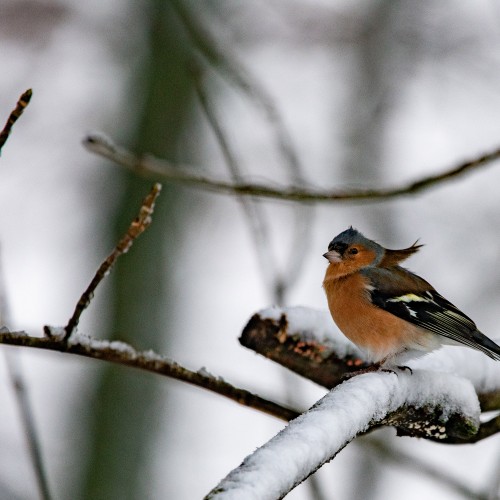 Red breasted bird in tree