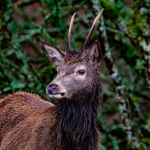 Deer in the trees