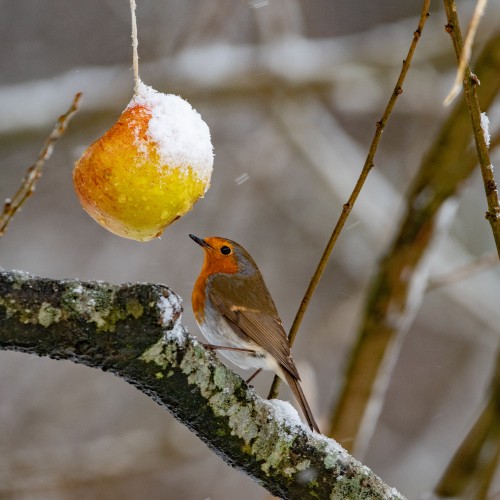 Robin getting food